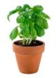 Basil pot 210g Online