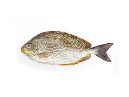 Wild Safi   Omani fish  whole cleaned 500g Sale