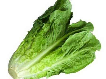 Romaine Lettuce 500g Hot on Sale